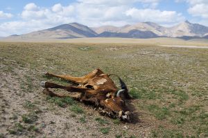 central asia kirghizistan stefano majno song kul dead cow.jpg